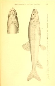 n372_w1150