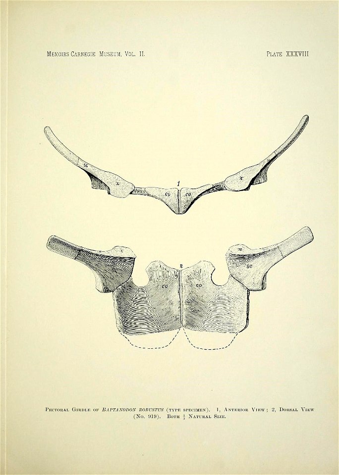 n462_w1150