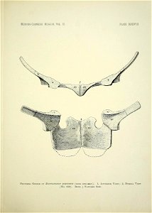 n462_w1150