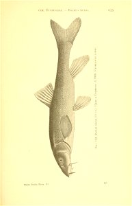 n300_w1150