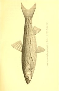 n32_w1150