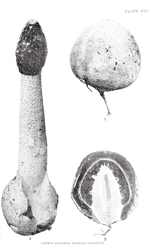 n136_w1150