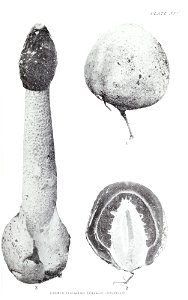 n136_w1150
