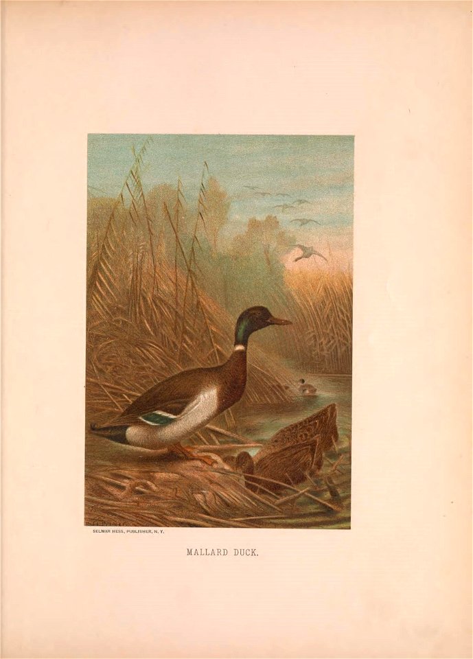 n678_w1150