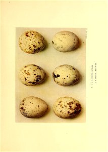 n288_w1150