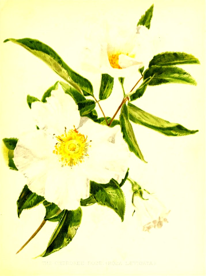 n338_w1150