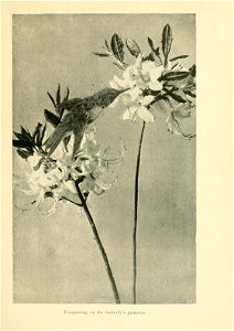 n36_w1150