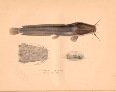 n125_w1150