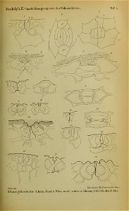 n1206_w1150