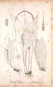 n236_w1150