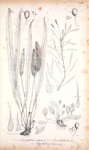 n176_w1150