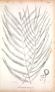 n198_w1150