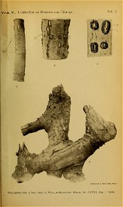 n1198_w1150