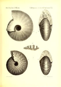 n818_w1150