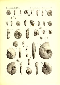 n810_w1150