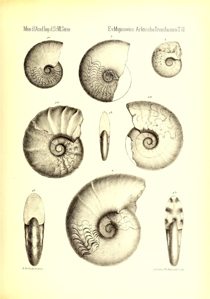 n798_w1150