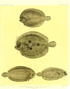 n136_w1150