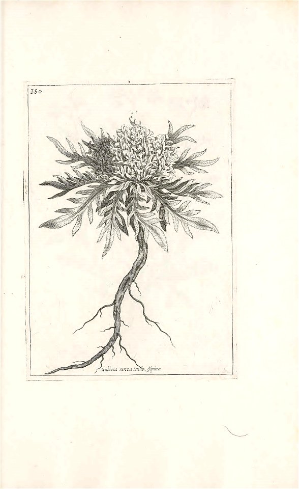 n594_w1150