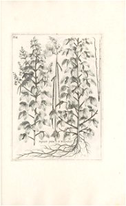 n562_w1150