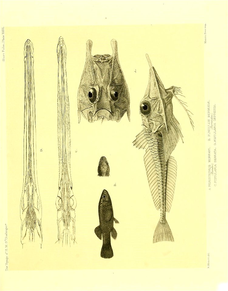 n162_w1150