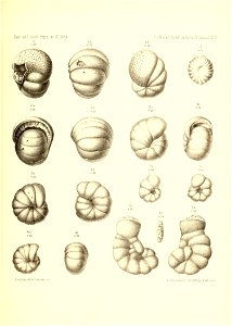n894_w1150