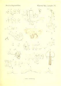 n610_w1150