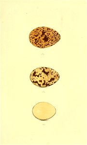 n152_w1150