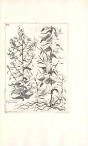 n506_w1150
