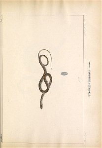 n858_w1150