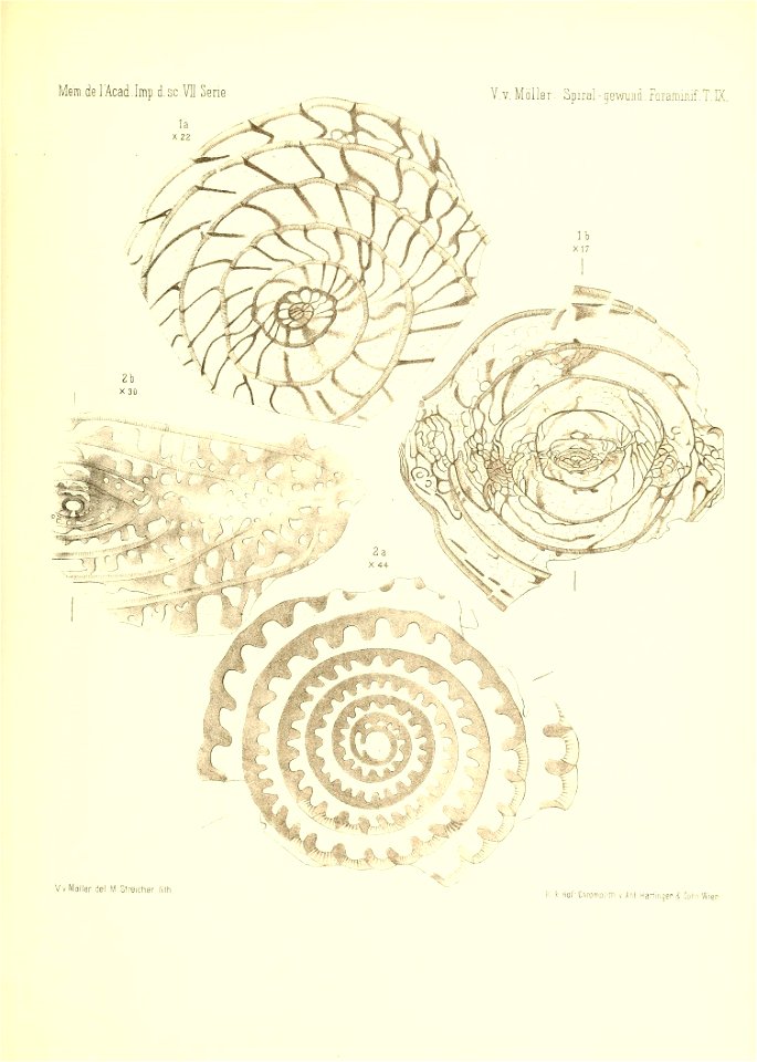 n904_w1150
