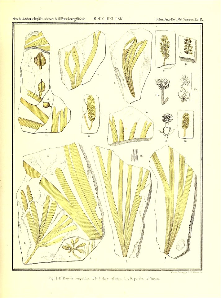 n890_w1150