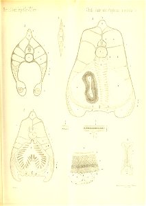 n808_w1150