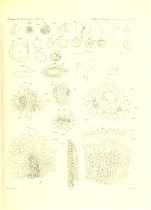 n246_w1150