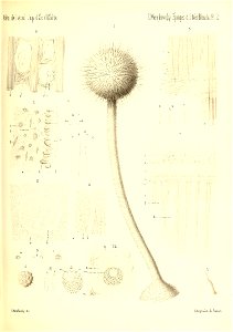 n550_w1150