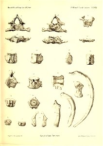 n436_w1150