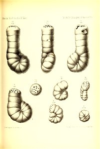 n446_w1150