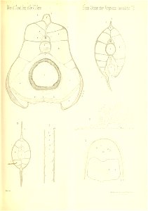 n810_w1150