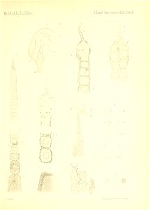 n878_w1150