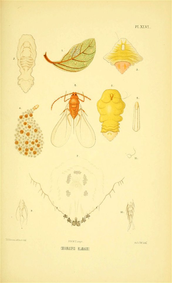 n168_w1150