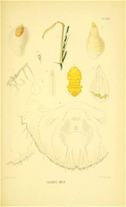 n156_w1150