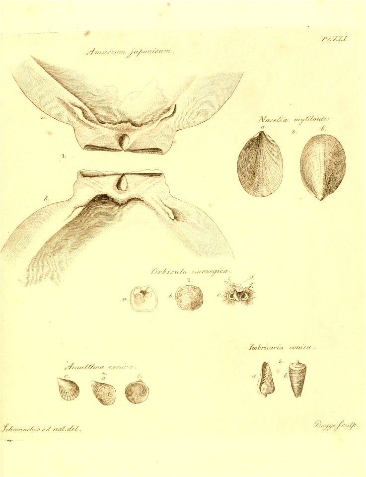 n338_w1150