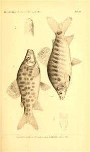 n656_w1150