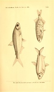 n654_w1150