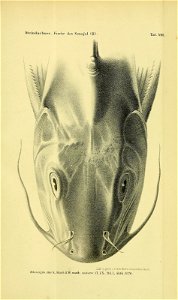 n1200_w1150