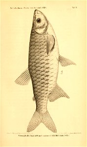 n652_w1150