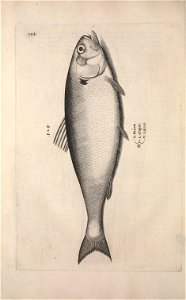 n225_w1150