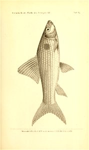 n664_w1150