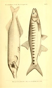 n662_w1150