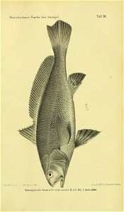 n858_w1150