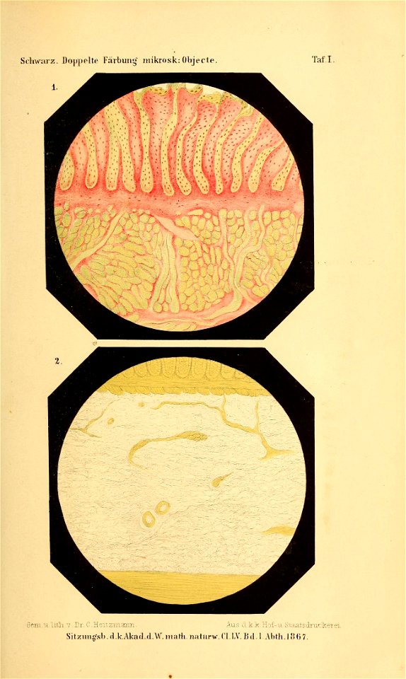 n862_w1150